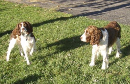 今日分享：英国史宾格犬不咬人训练方法