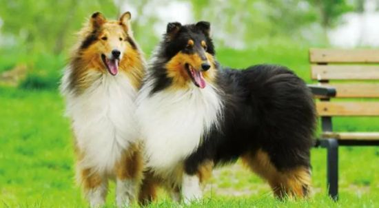 如何训练苏格兰牧羊犬握手？训练苏格兰牧羊犬握手方法！