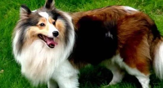 如何训练苏格兰牧羊犬握手？训练苏格兰牧羊犬握手方法！