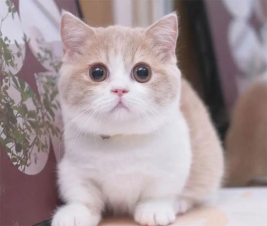 曼基康猫会跳环吗？跳跃技巧大揭秘！