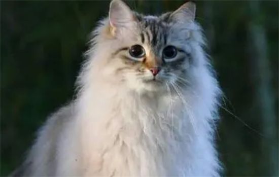 训练西伯利亚猫装死的方法是什么？不知道的来看一下吧~