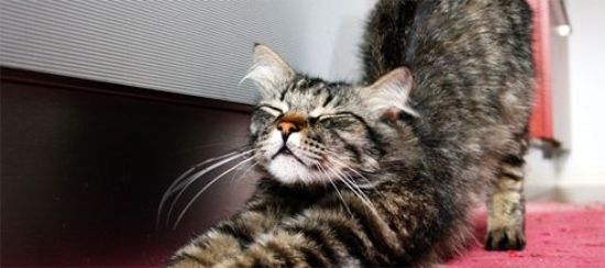 训练挪威森林猫不怕水的方法，铲屎官可以学一学！