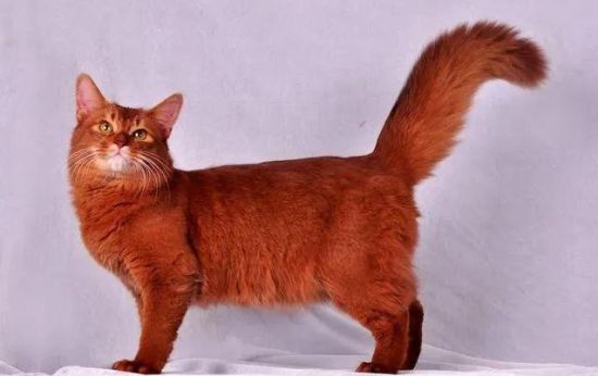 索马里猫握手的训练方法，你们get了吗？