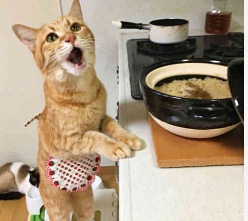 猫咪做饭软件推荐哪个?哪家最受欢迎?
