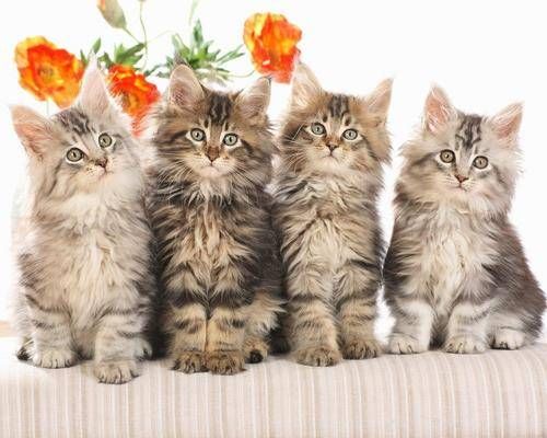 猫咪做饭软件推荐哪个?哪家最受欢迎?