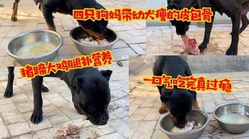 宠物吃鸡肉的好处