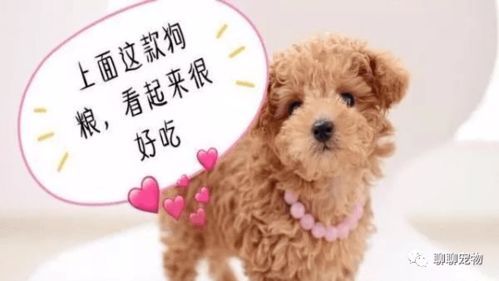 补充钙质,强健宠物骨骼。
