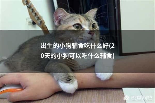 出生的小狗辅食吃什么好(20天的小狗可以吃什么辅食)