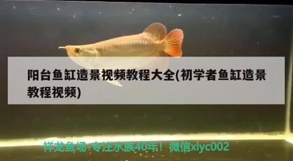 阳台鱼缸造景视频教程大全(初学者鱼缸造景教程视频)（小型鱼缸造景视频教程大全） 观赏鱼论坛
