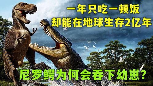 一年只吃一顿饭，却能在地球生存2亿年，尼罗鳄为何会吞下幼崽？