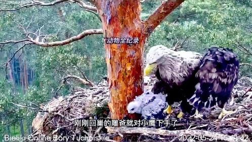雄雕又连续抓回两只活着的小鹰后续：雕爸终于对小鹰下手了