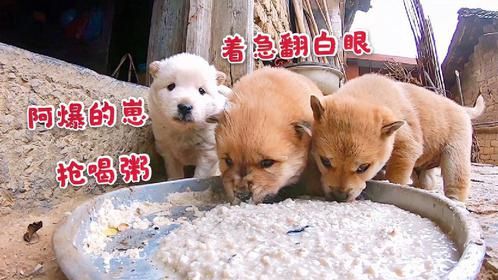 阿爆的崽刚满月就会喝粥，几个争抢急得翻白眼，一盆粥很快就吃光