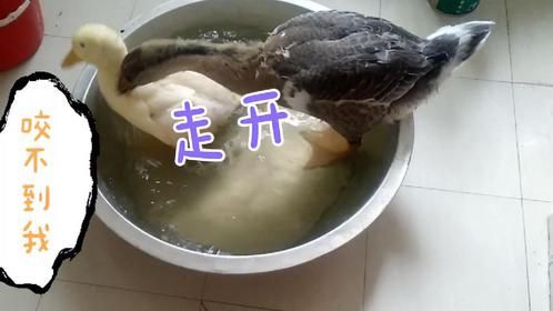 今天鹅和鸭洗澡又打起来了，小胖鸭虽胖但每次都能灵活躲开小鹅