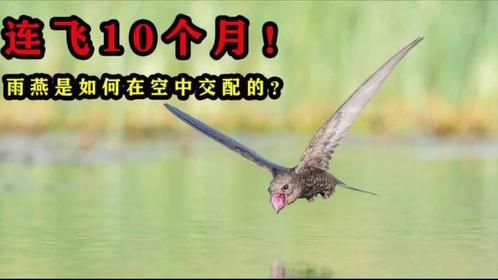一生飞行的“无脚鸟”，结合睡觉全在天上，一旦落地就会死亡