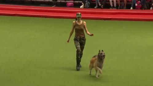 一只军犬当众表演踢正步，结果下一秒上演搞笑一幕，镜头记录全程