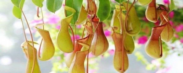 养猪笼草的方法
