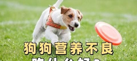 什么狗粮吃了狗拉屎不臭？（选择正确狗粮，让宠物更健康。）