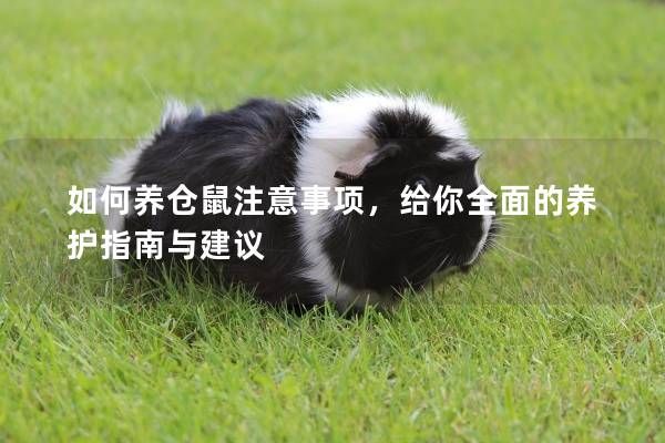 如何养仓鼠注意事项，给你全面的养护指南与建议