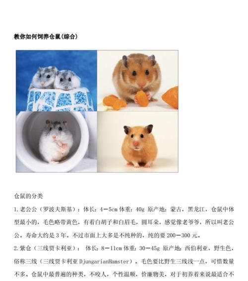 仓鼠怀孕后的护理指南（仓鼠怀孕后需要护理的五大步骤）