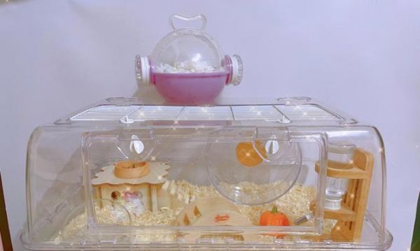三线仓鼠的饲养指南（宠物养成、饮食、住所、健康与护理）