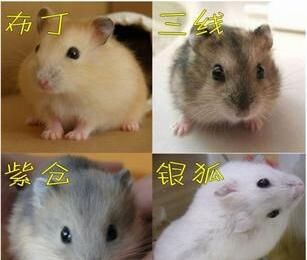 熊仓鼠宠物养护指南