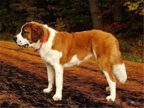 宠物狗小的饲养技巧？适合小型犬的营养饮食和训练方法