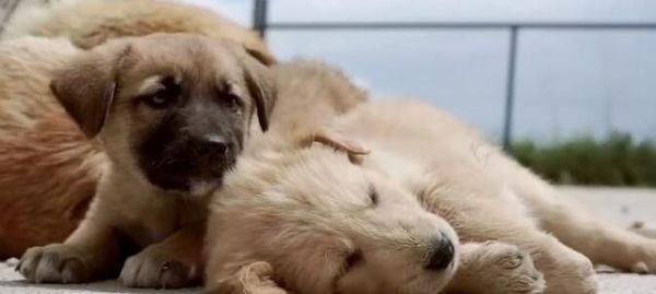 夏天养小狗注意事项（宠物犬在高温季节的健康保护与饲养技巧）