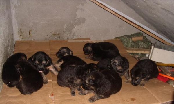 夏天养小狗注意事项（宠物犬在高温季节的健康保护与饲养技巧）