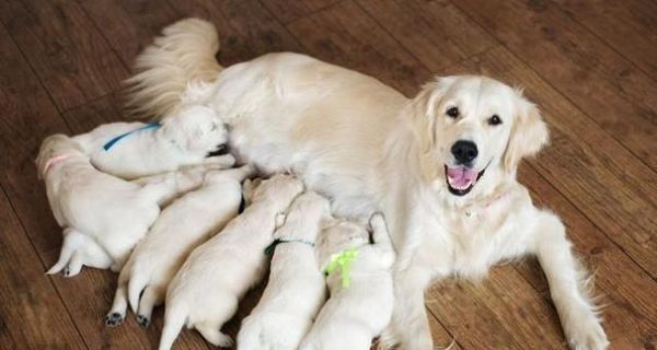 夏天养小狗注意事项（宠物犬在高温季节的健康保护与饲养技巧）