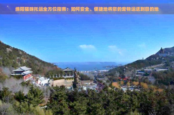 绵阳猫咪托运全方位指南：如何安全、便捷地将您的宠物运送到目的地