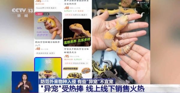 有些“异宠”不宜宠 专家：购买饲养前要做到“三查”