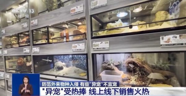 有些“异宠”不宜宠 专家：购买饲养前要做到“三查”