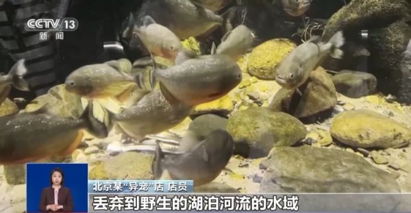 有些“异宠”不宜宠 专家：购买饲养前要做到“三查”
