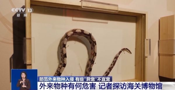 有些“异宠”不宜宠 专家：购买饲养前要做到“三查”