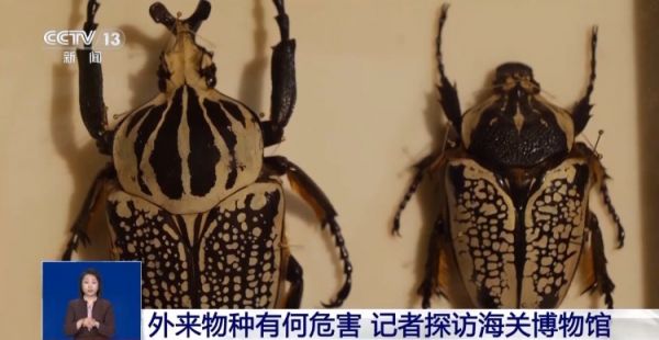 有些“异宠”不宜宠 专家：购买饲养前要做到“三查”