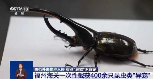 有些“异宠”不宜宠 专家：购买饲养前要做到“三查”