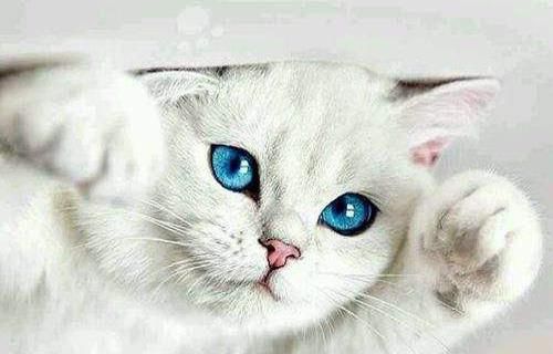 小猫早期喂养指南，宠物新手必看！