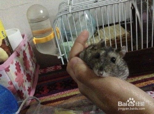 小猫早期喂养指南，宠物新手必看！