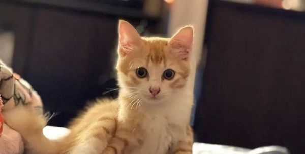 新手养宠物猫指南（从选猫开始）