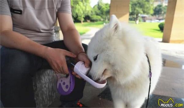 辟谣，狗狗饭后立刻运动对身体好？并不是如此，严重时会致其胃扭转