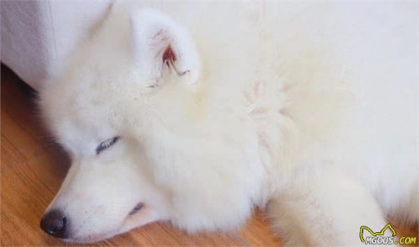 辟谣，狗狗饭后立刻运动对身体好？并不是如此，严重时会致其胃扭转
