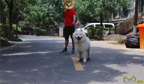 辟谣，狗狗饭后立刻运动对身体好？并不是如此，严重时会致其胃扭转