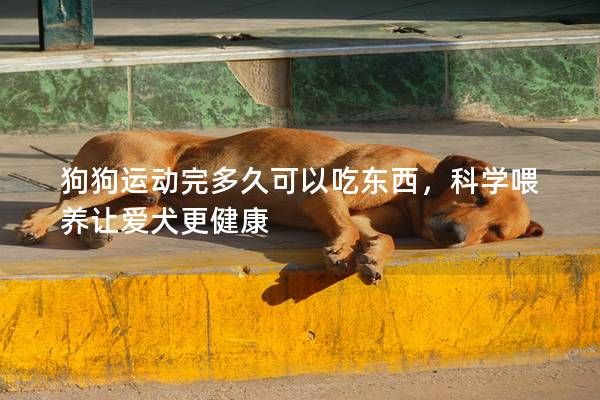 狗狗运动完多久可以吃东西，科学喂养让爱犬更健康