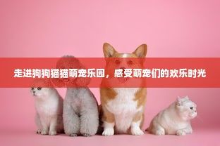 走进狗狗猫猫萌宠乐园，感受萌宠们的欢乐时光