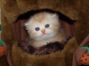 走进狗狗猫猫萌宠乐园，感受萌宠们的欢乐时光