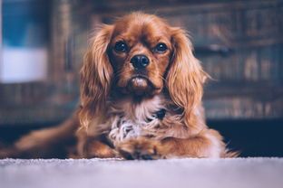 走进狗狗猫猫萌宠乐园，感受萌宠们的欢乐时光