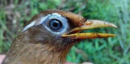 褐黄沼泽雀饲养要点有哪些?如何挑选合适的宠物鸟?