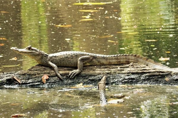 墨西哥爬行动物 - 眼镜凯门鳄 (Caiman crocodilus)