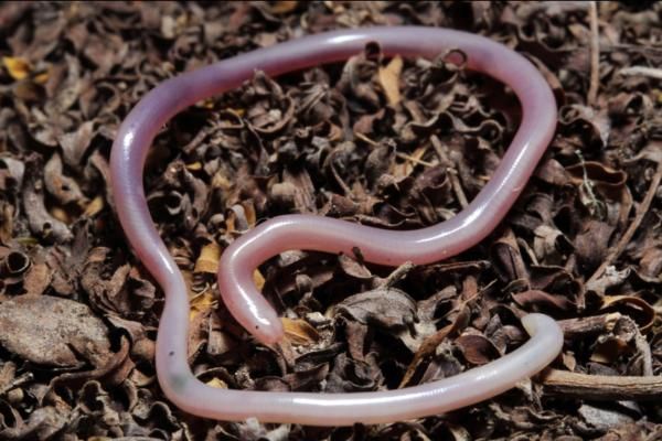 墨西哥的爬行动物 - 尤卡坦盲蛇（Amerotyphlops microstomus）