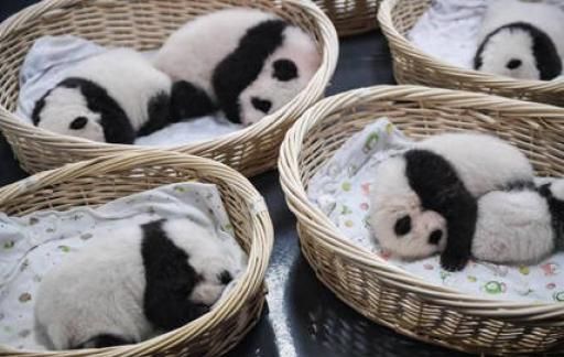 大熊猫近期扎堆回国的原因